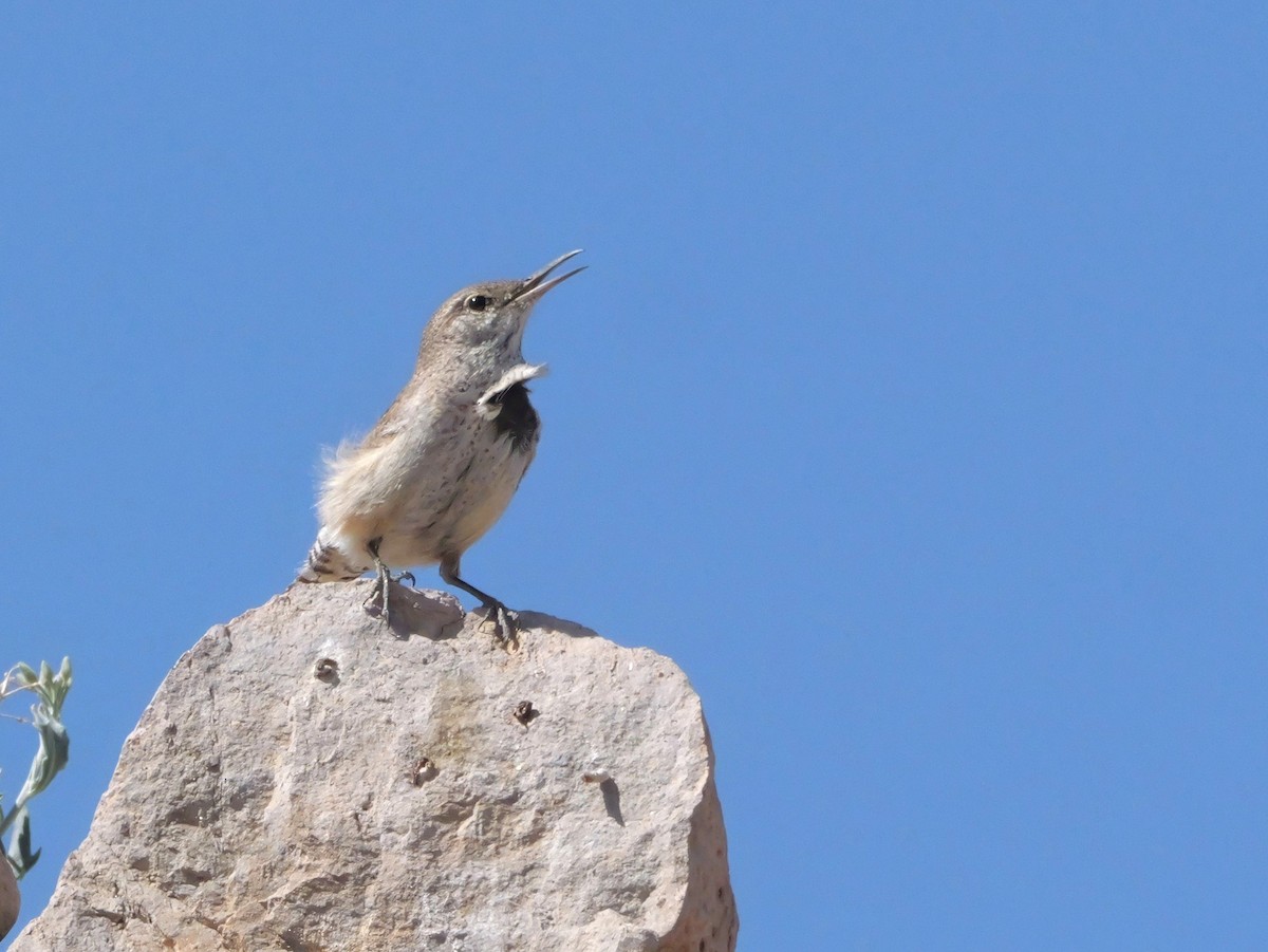 Rock Wren - ML637744747