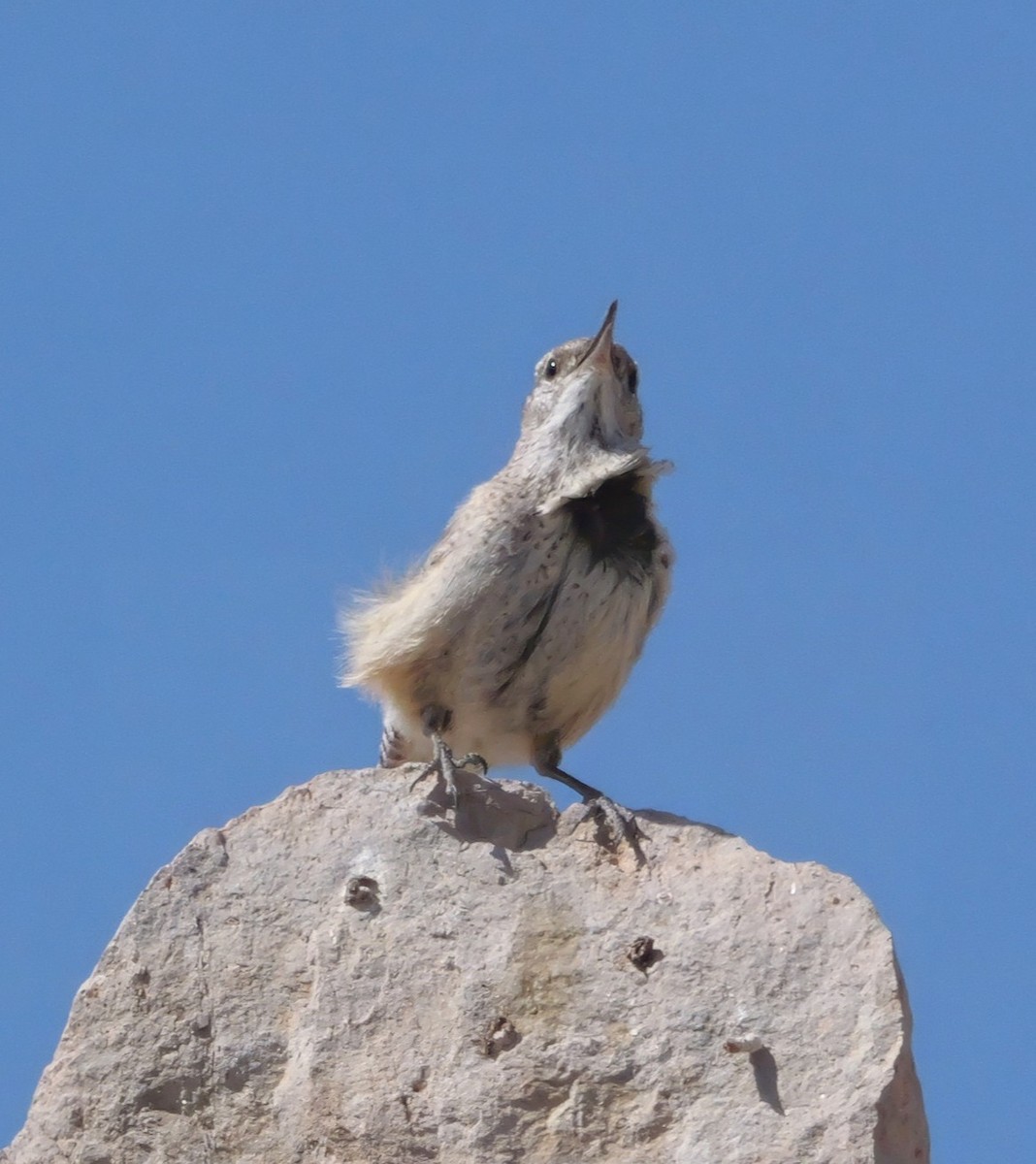 Rock Wren - ML637744748