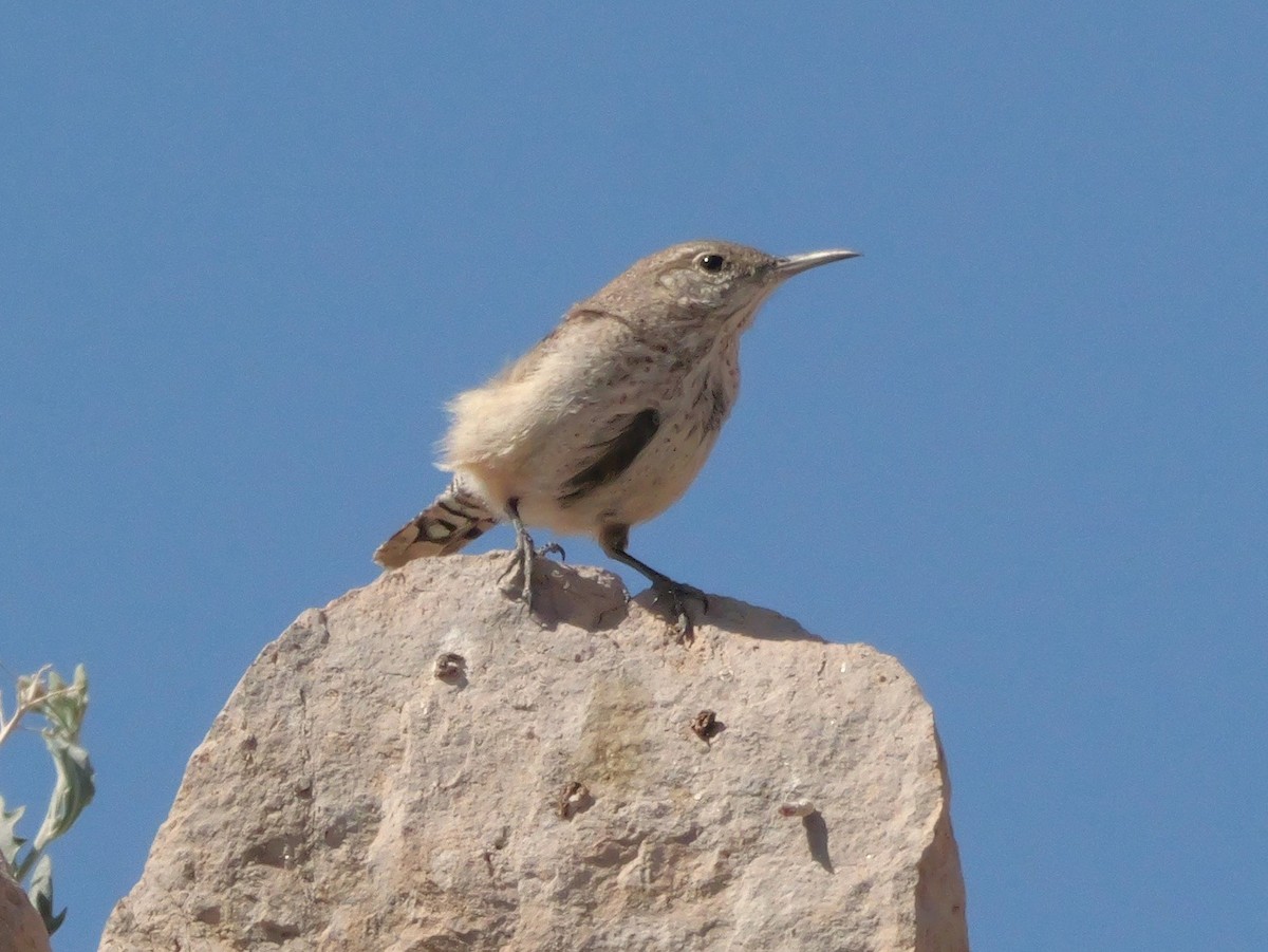 Rock Wren - ML637744749