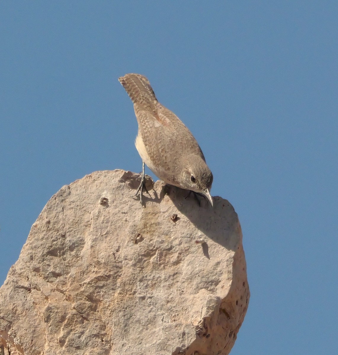 Rock Wren - ML637744750