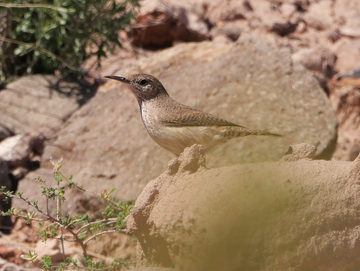 Rock Wren - ML637744751