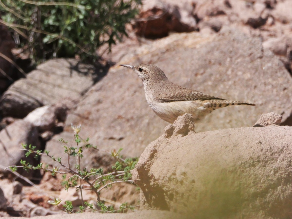 Rock Wren - ML637744752