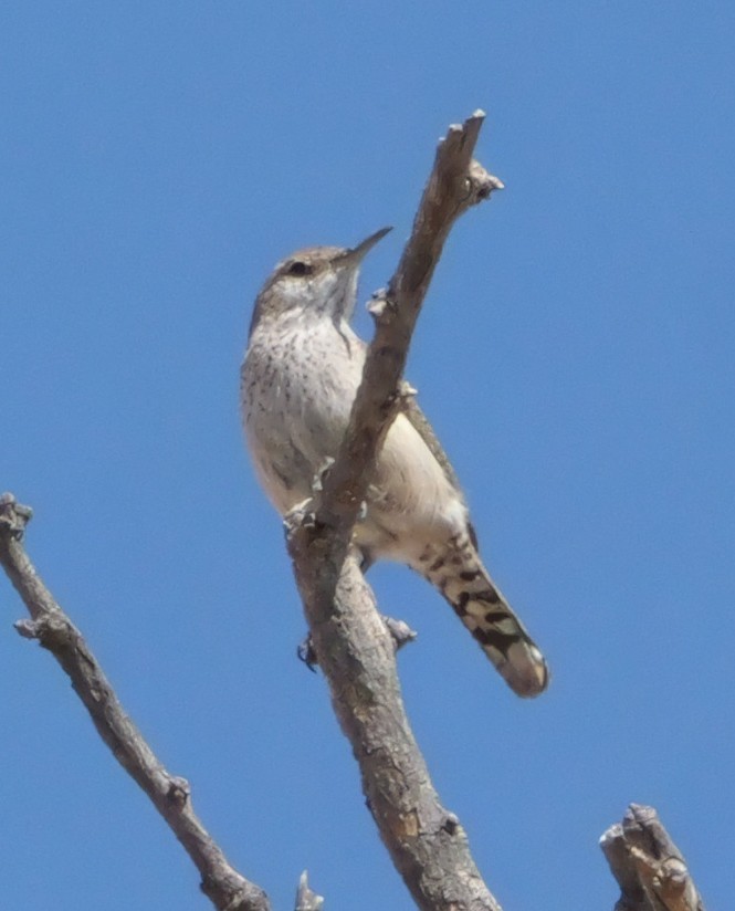 Rock Wren - ML637744753