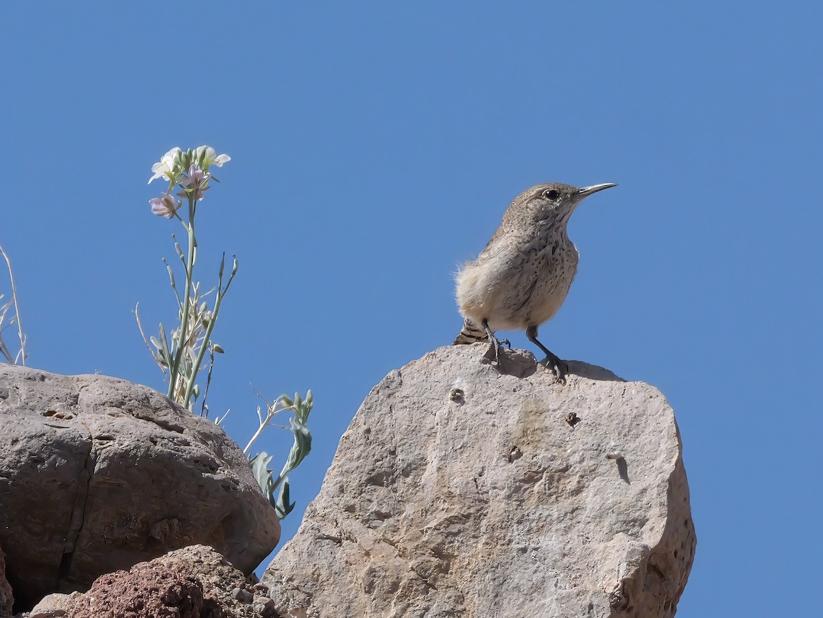 Rock Wren - ML637744754