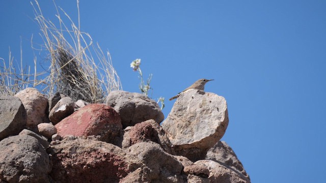 Rock Wren - ML637744765