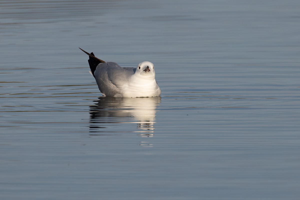 Audouin's Gull - ML637744833
