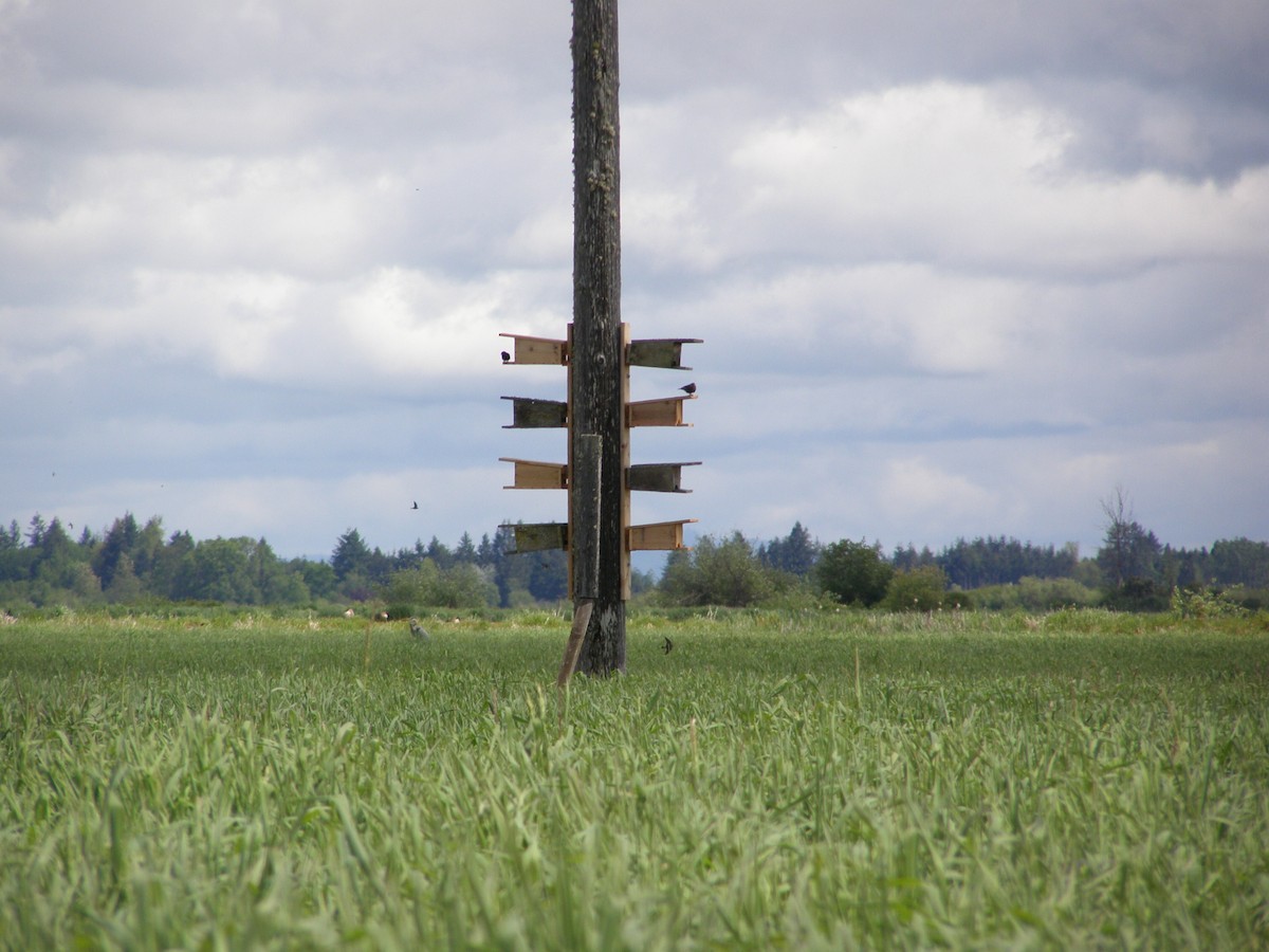 Purple Martin - ML637744834