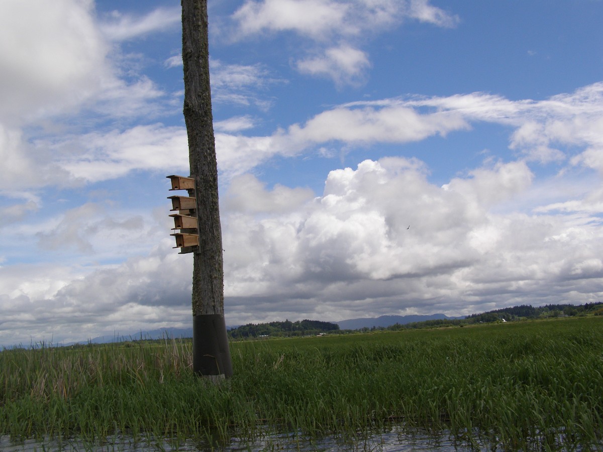 Purple Martin - ML637744844