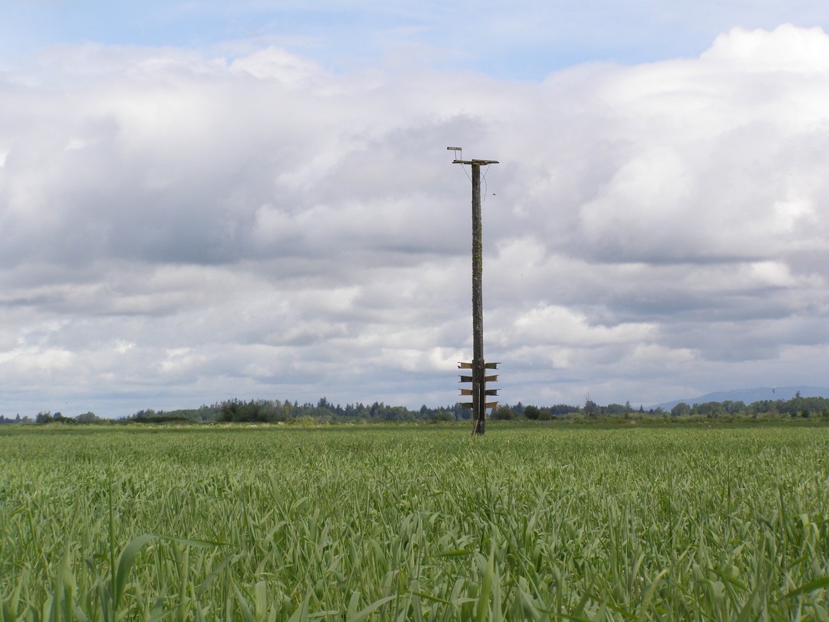 Purple Martin - ML637744856