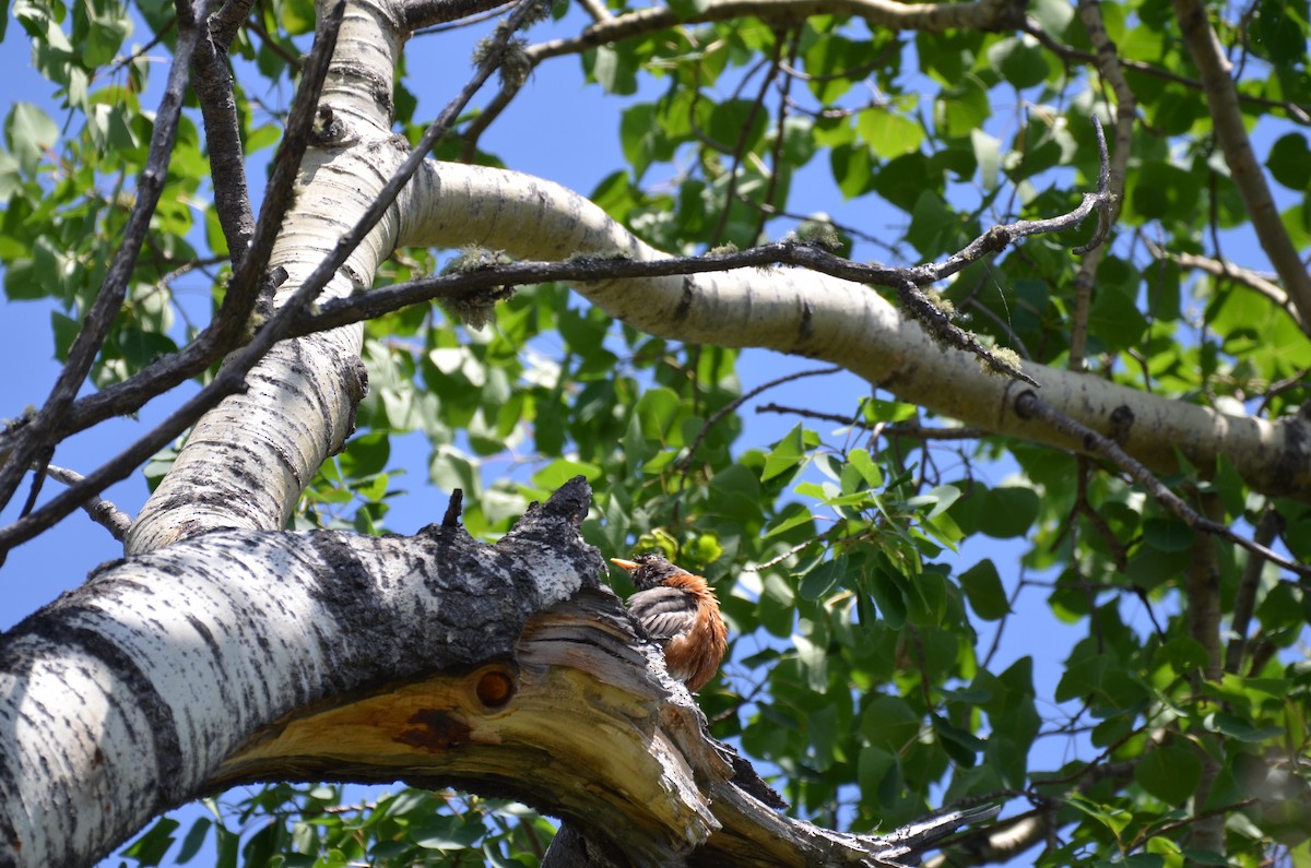 American Robin - ML637744874