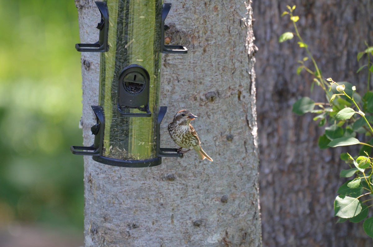 Purple Finch - ML637744889