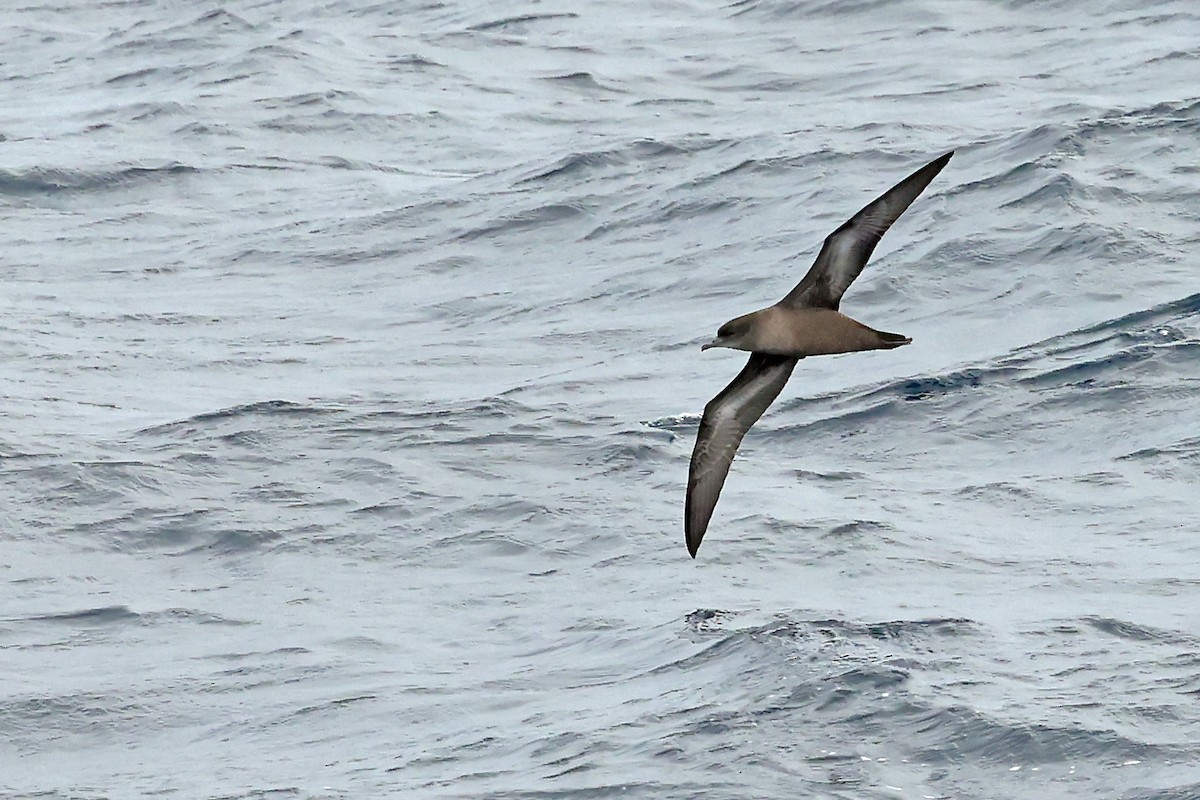 Short-tailed Shearwater - ML637744896