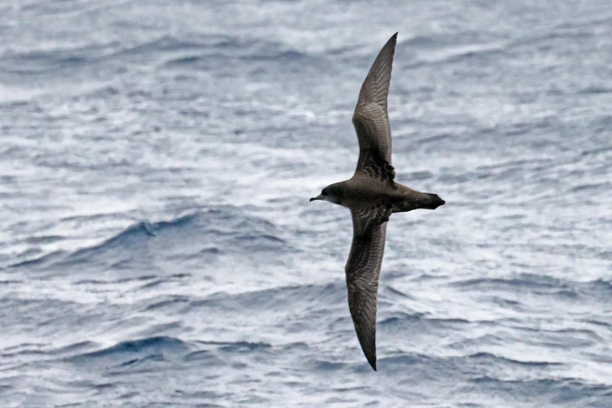 Short-tailed Shearwater - ML637744897