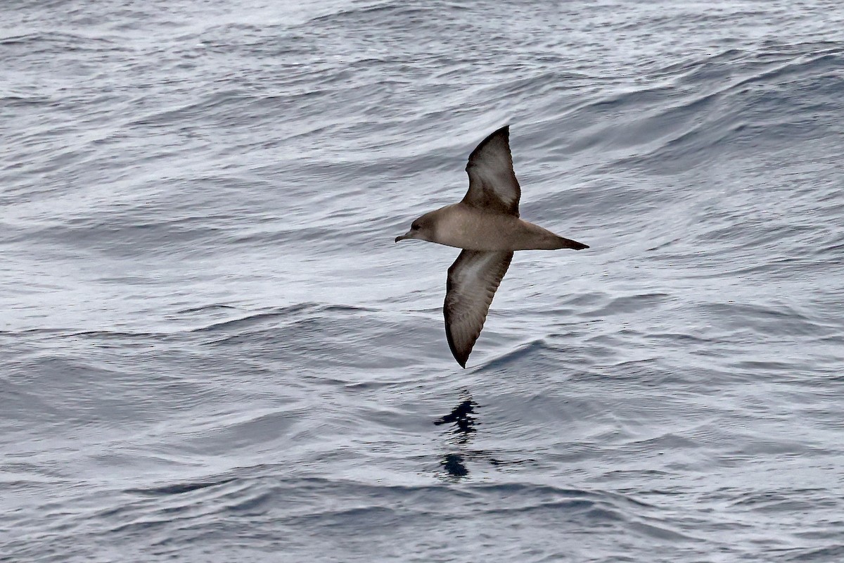 Short-tailed Shearwater - ML637744898