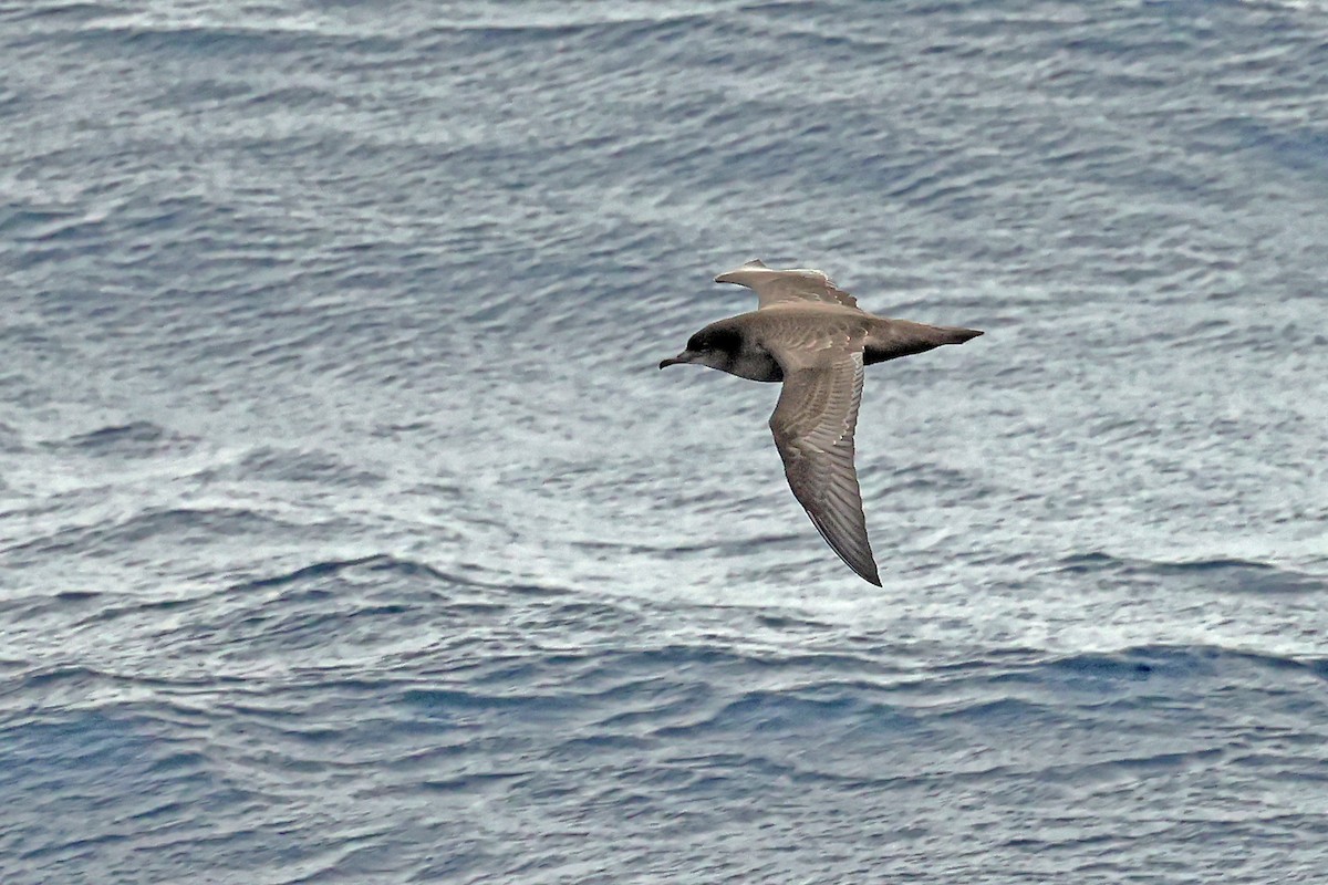 Short-tailed Shearwater - ML637744899