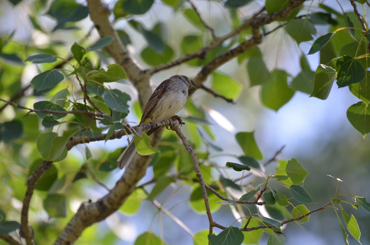 White-throated Sparrow - ML637744900