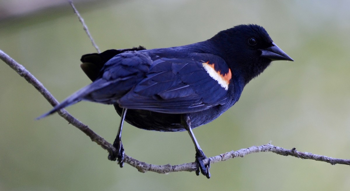 Red-winged Blackbird (Red-winged) - ML637744909