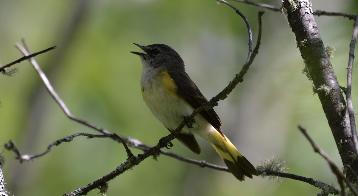 American Redstart - ML637744913