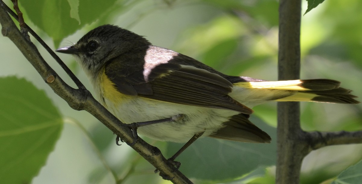 American Redstart - ML637744914