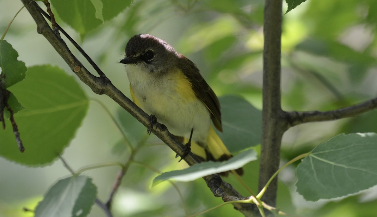 American Redstart - ML637744915