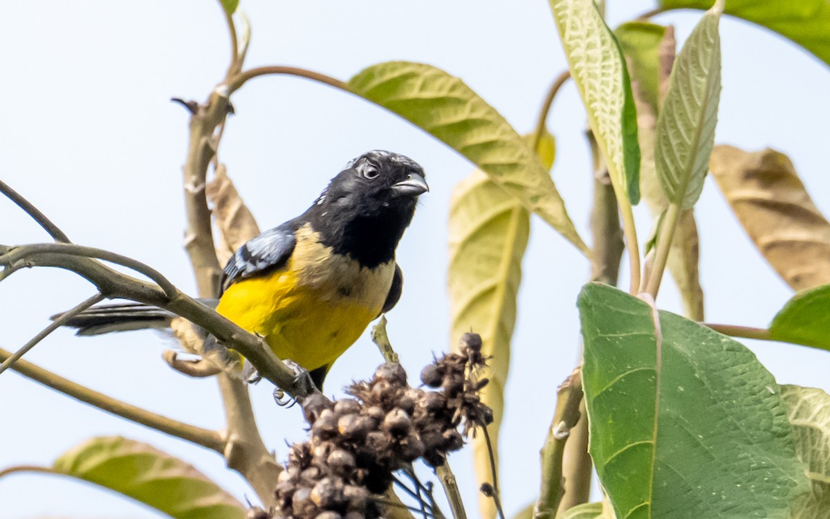 Buff-breasted Mountain Tanager - ML637744924