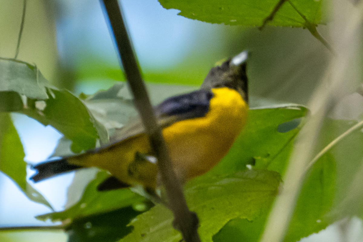 Buff-breasted Mountain Tanager - ML637744925