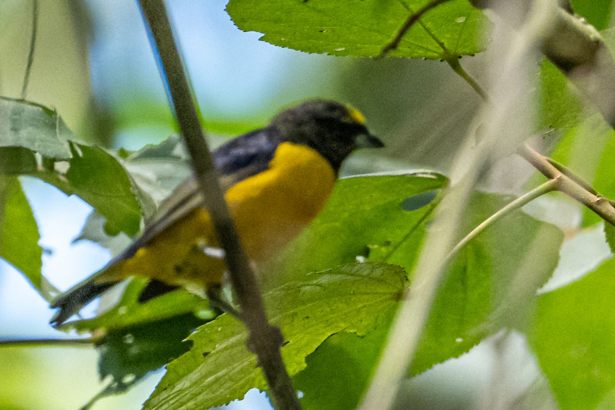 Buff-breasted Mountain Tanager - ML637744926