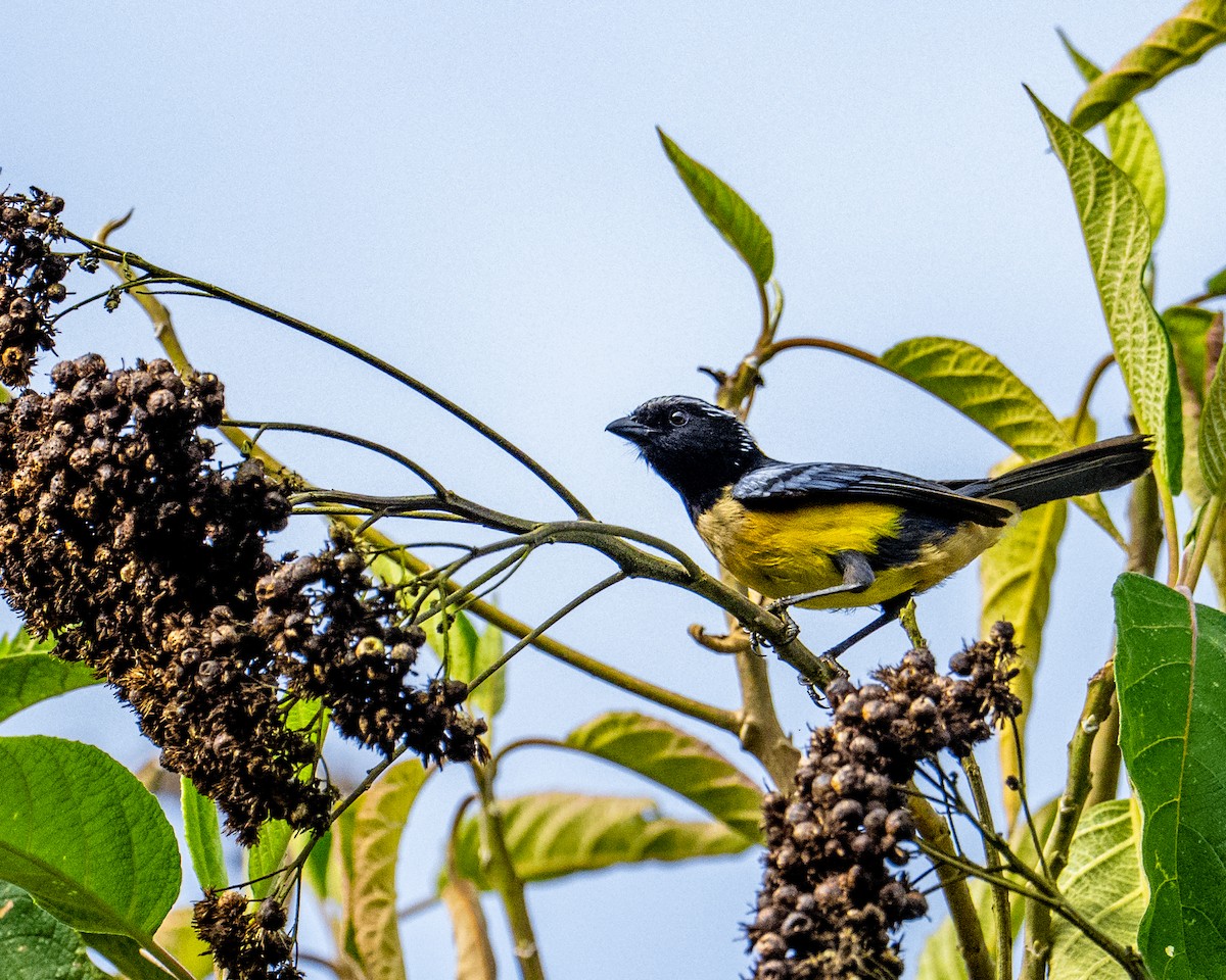Buff-breasted Mountain Tanager - ML637744927