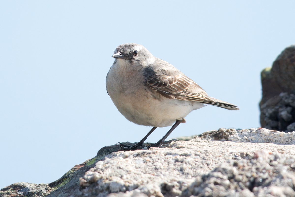 Water Pipit - ML637744933