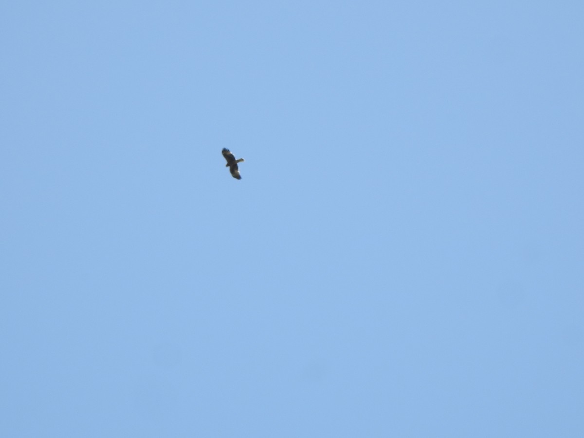 Booted Eagle - ML637744964