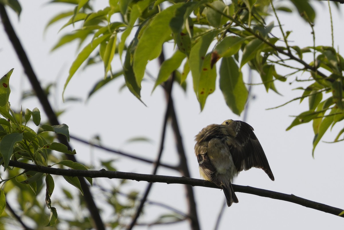 American Goldfinch - ML637744967