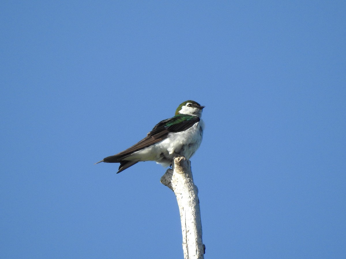 Violet-green Swallow - ML637744983