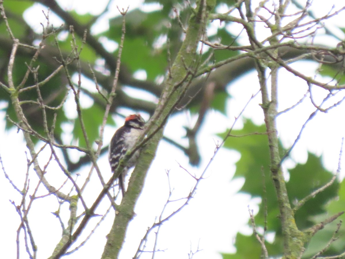 Downy Woodpecker - ML637744991