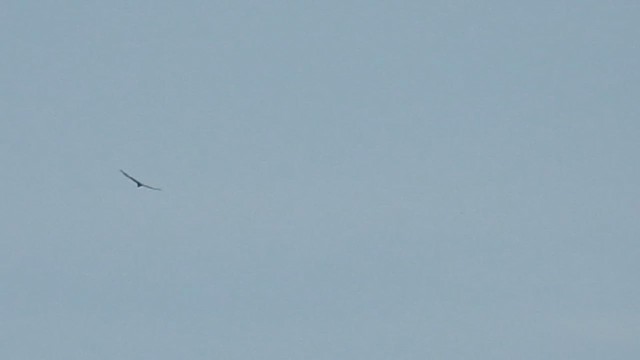 Short-tailed Hawk - ML637744994