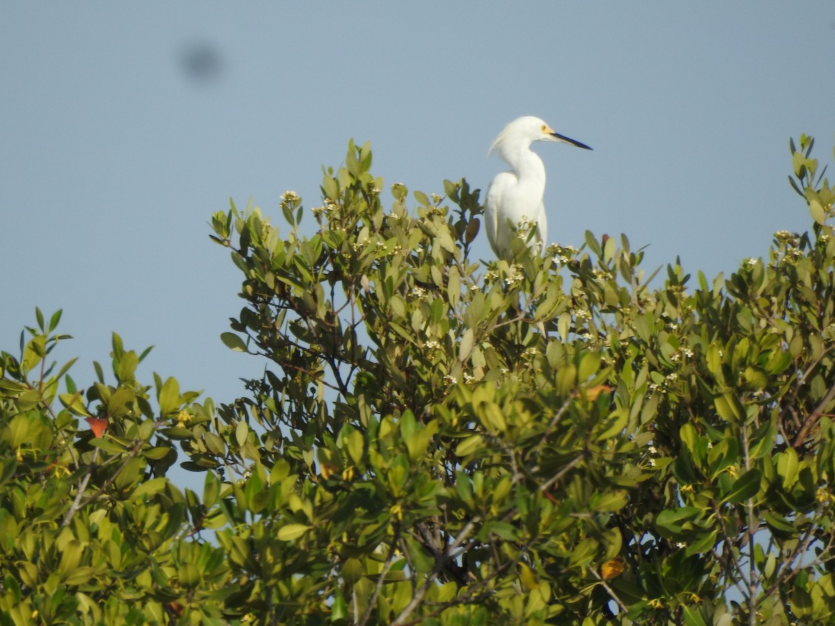 Snowy Egret - ML637745021