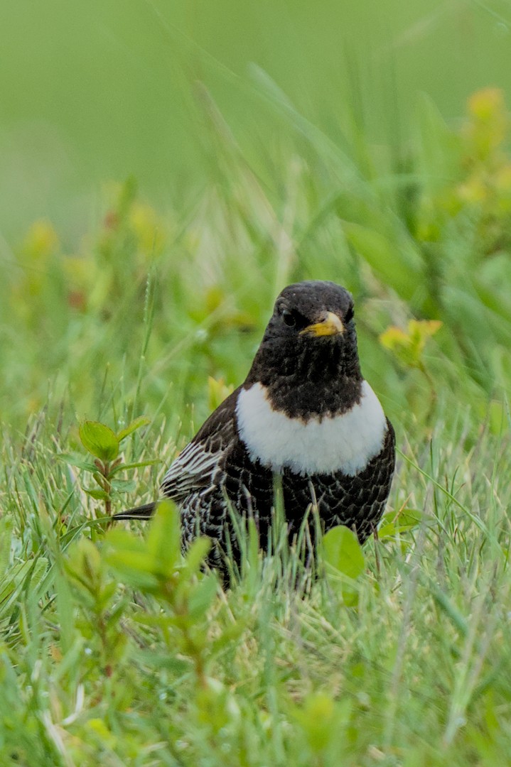 Ring Ouzel - ML637745043