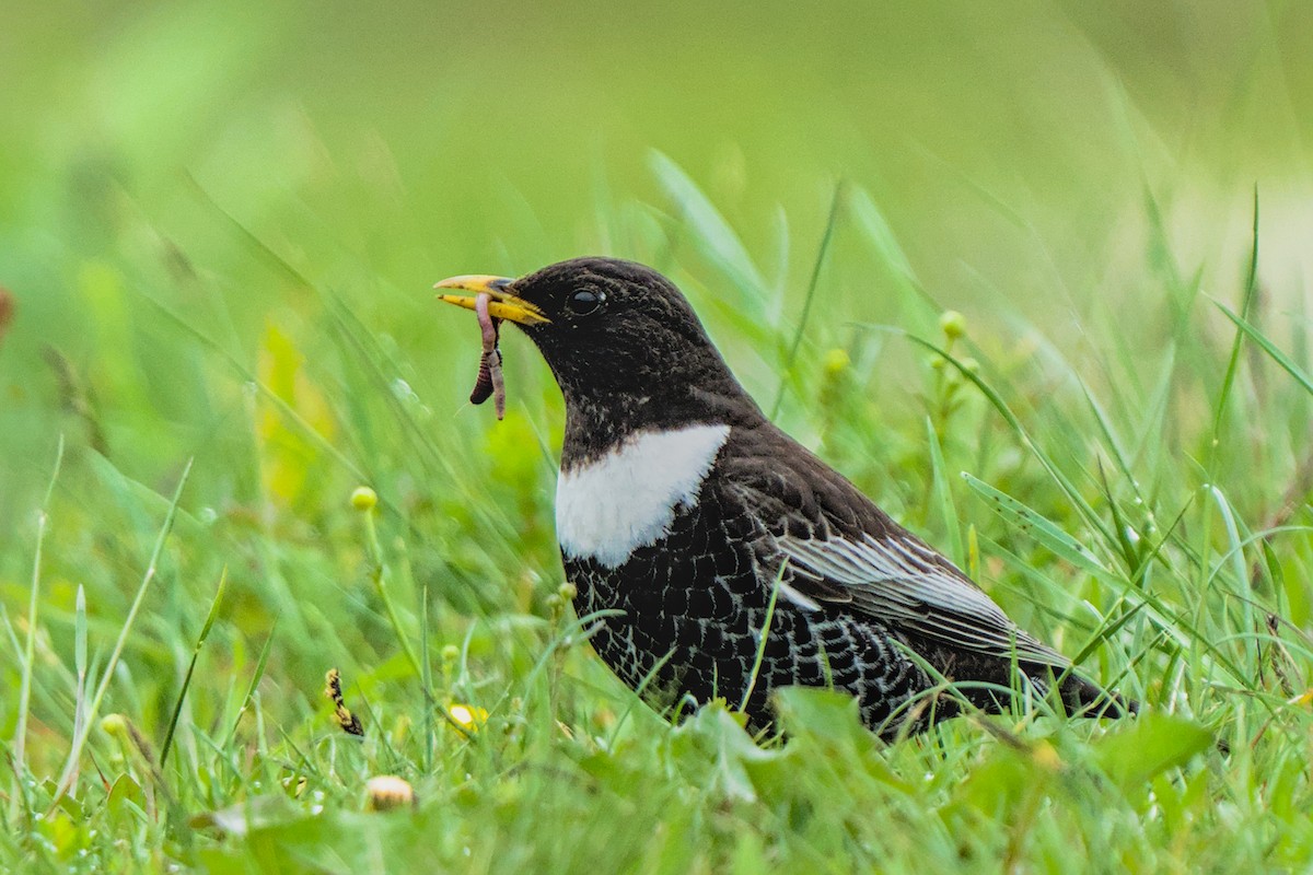 Ring Ouzel - ML637745045