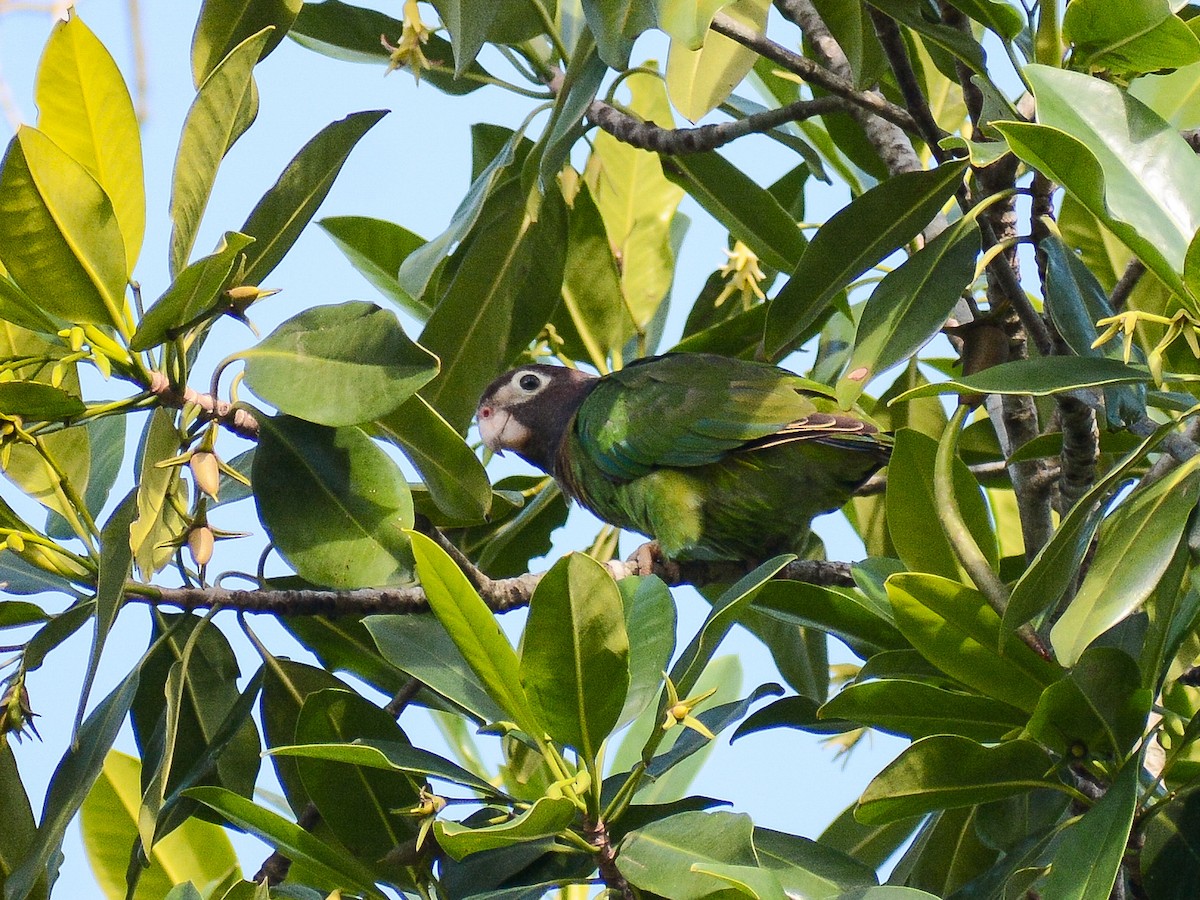 Brown-hooded Parrot - ML637745064