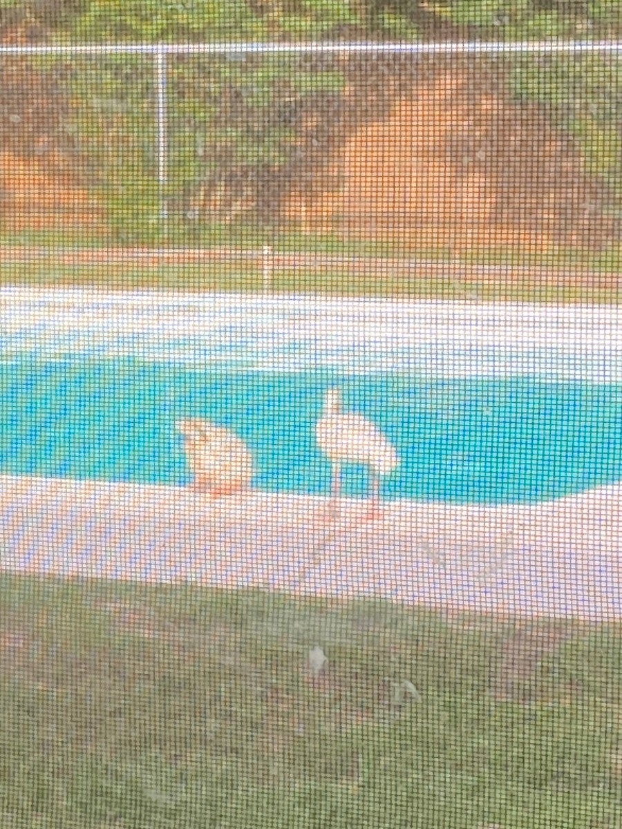 White Ibis - ML637745088