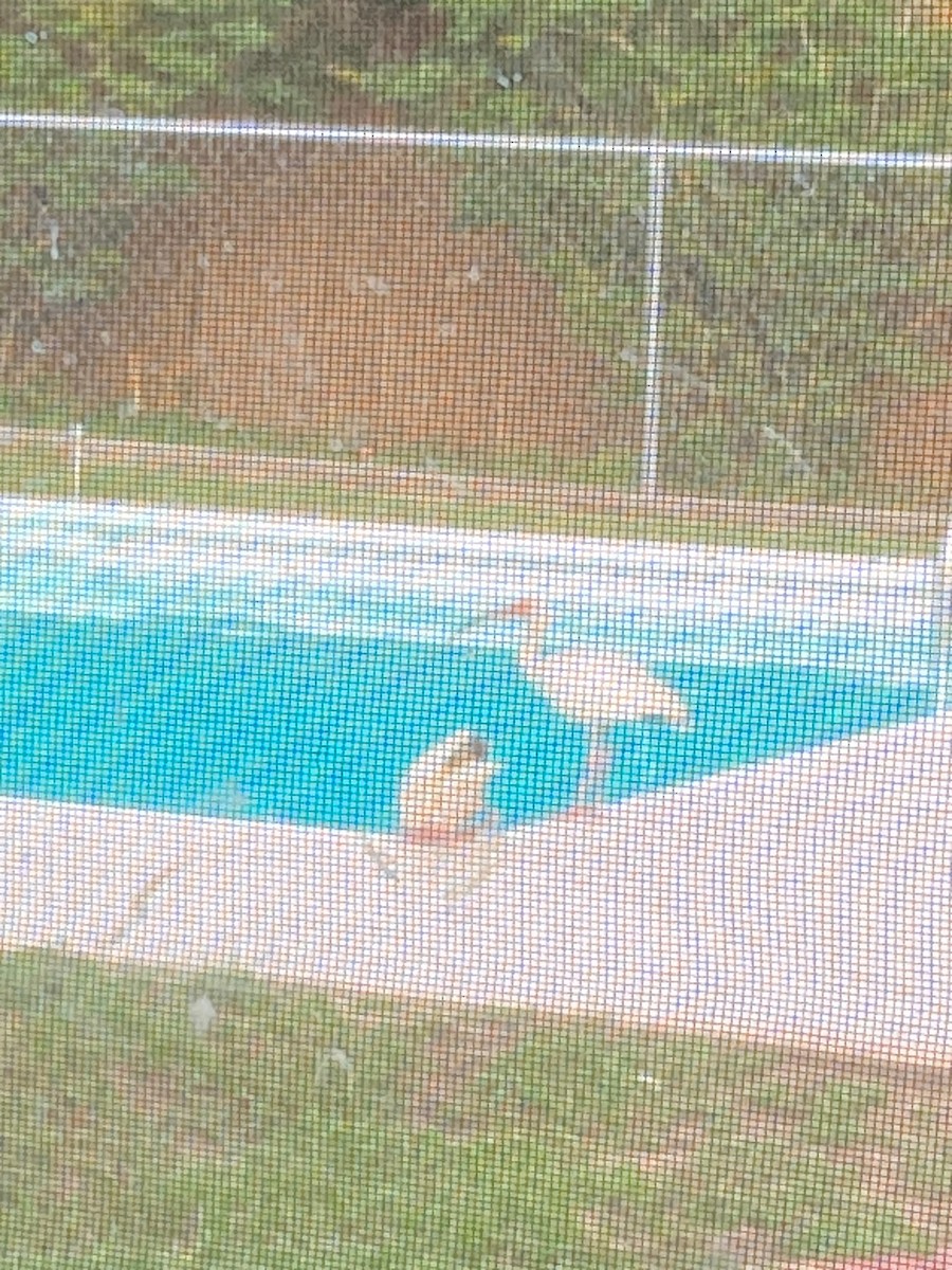 White Ibis - ML637745089