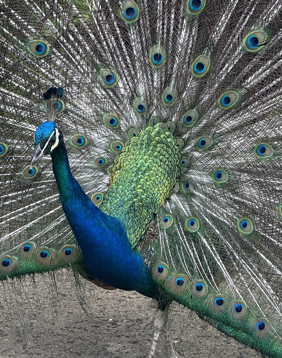 Indian Peafowl - ML637745105