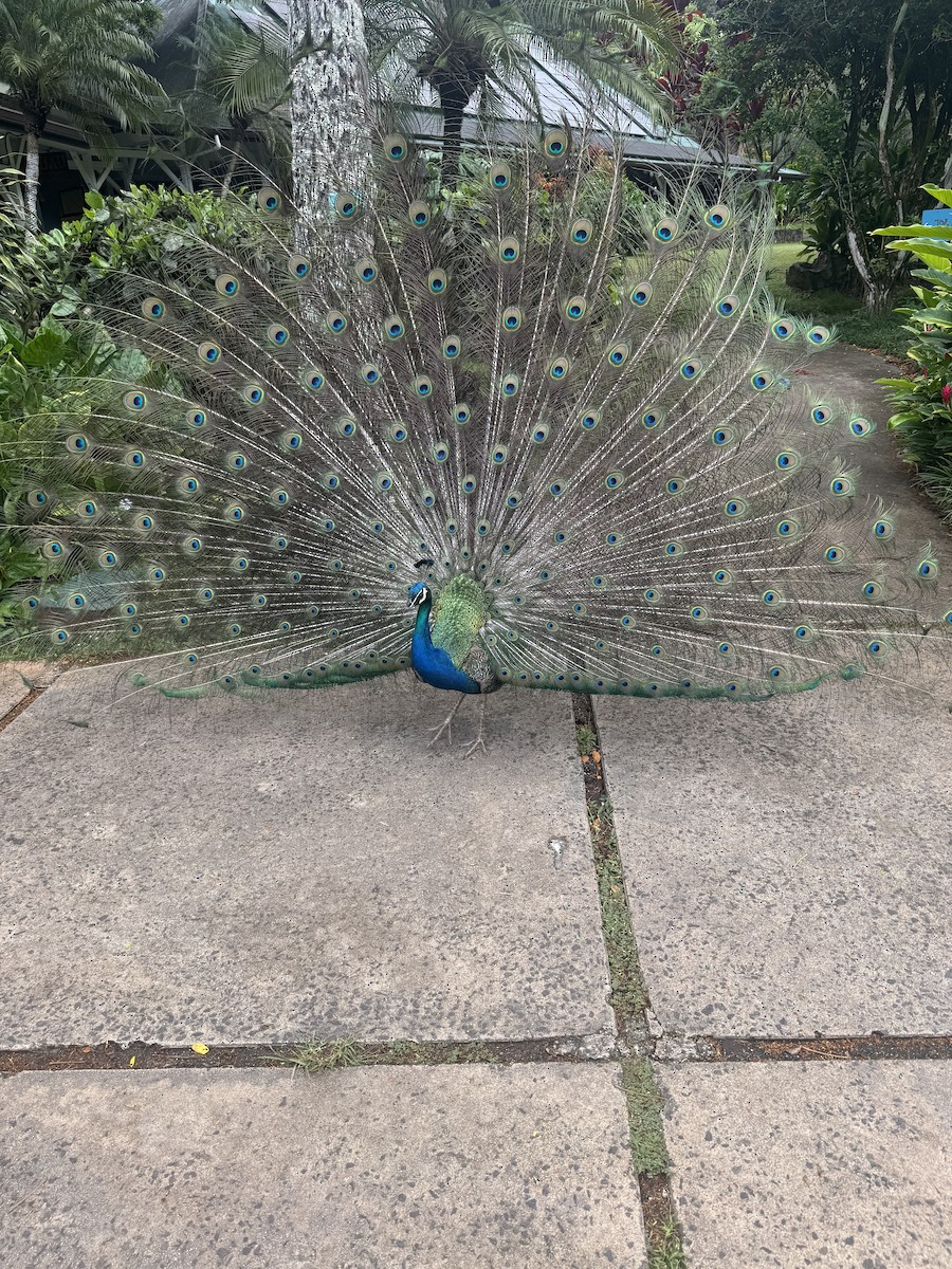 Indian Peafowl - ML637745109