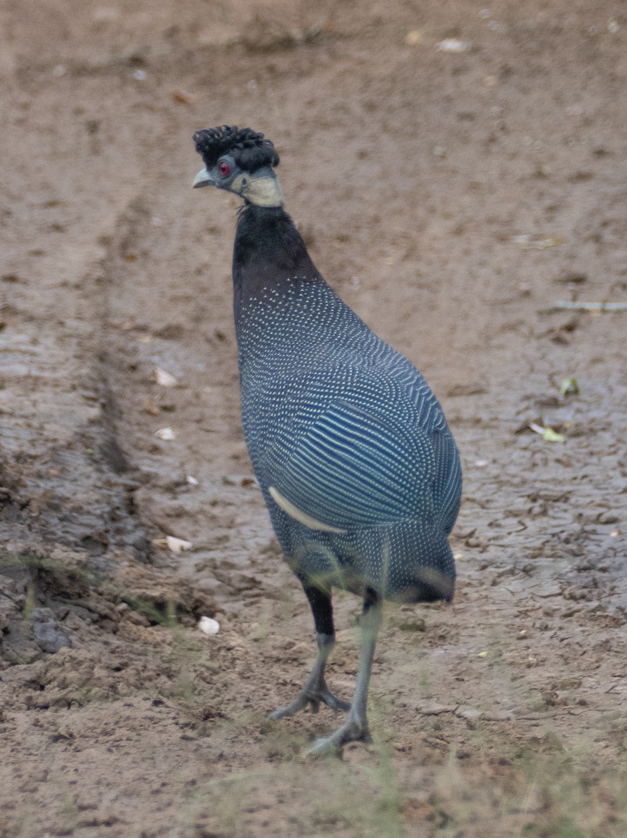 Southern Crested Guineafowl - ML637745112