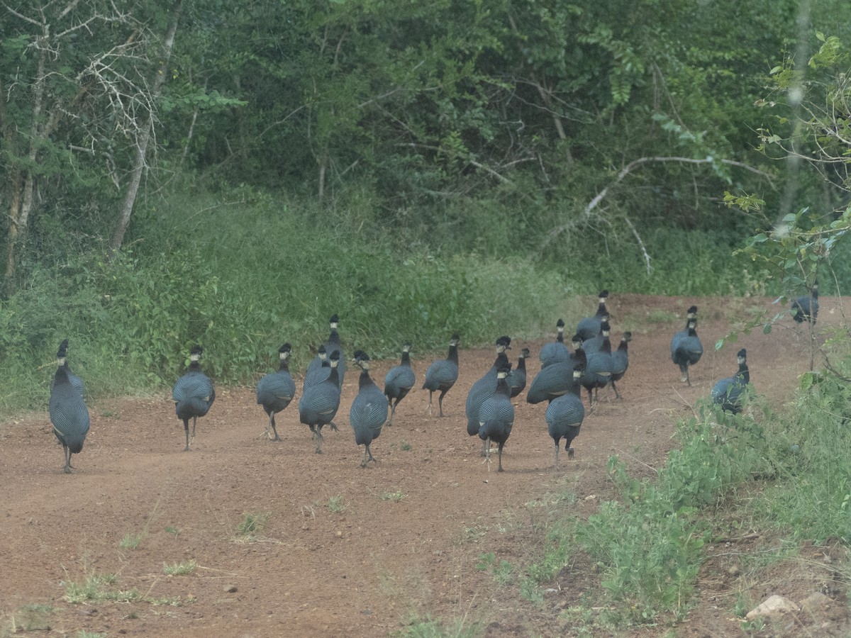 Southern Crested Guineafowl - ML637745113
