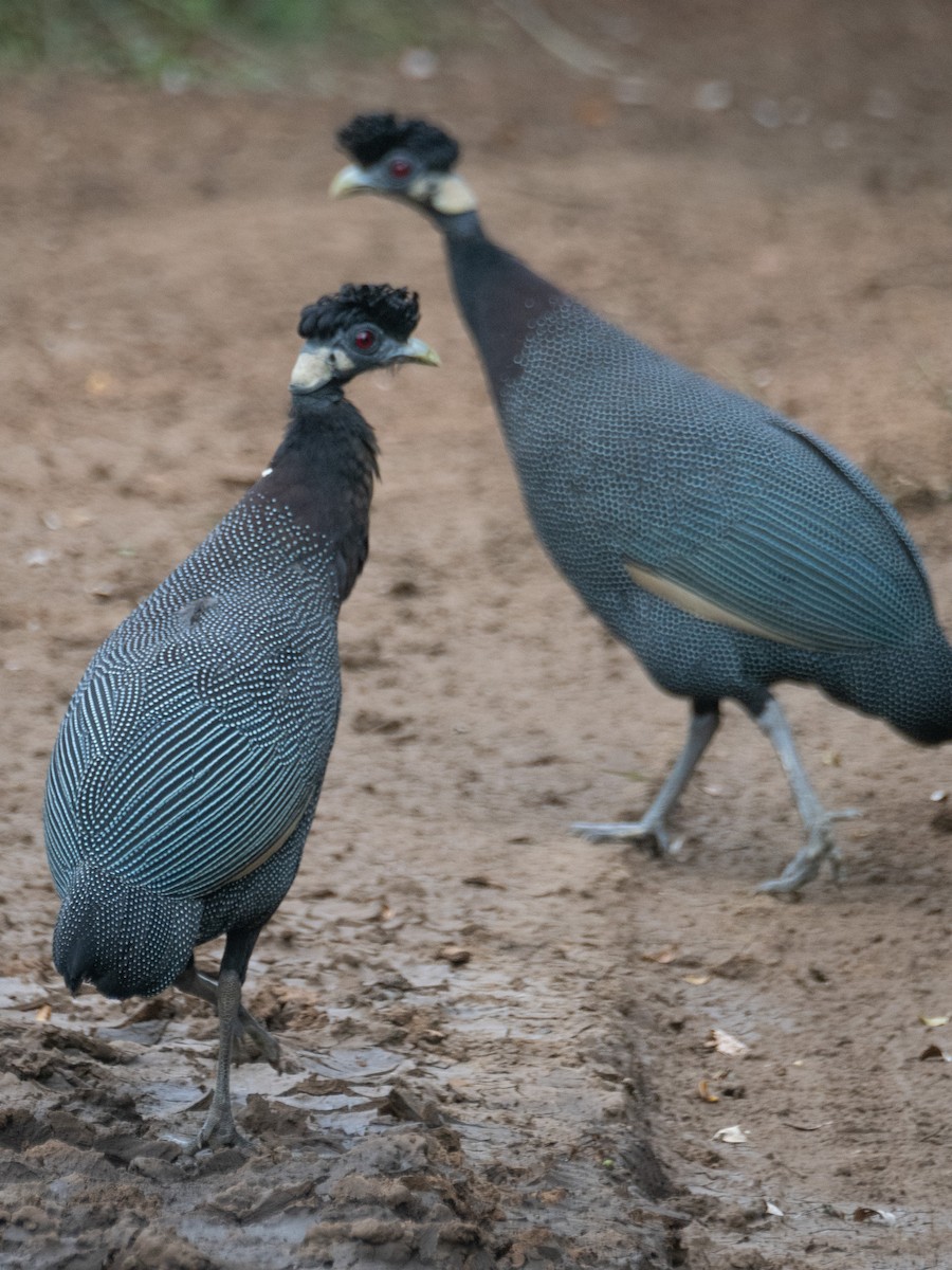 Southern Crested Guineafowl - ML637745114