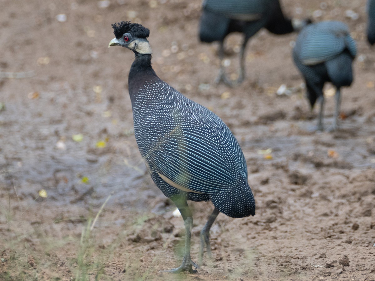 Southern Crested Guineafowl - ML637745122