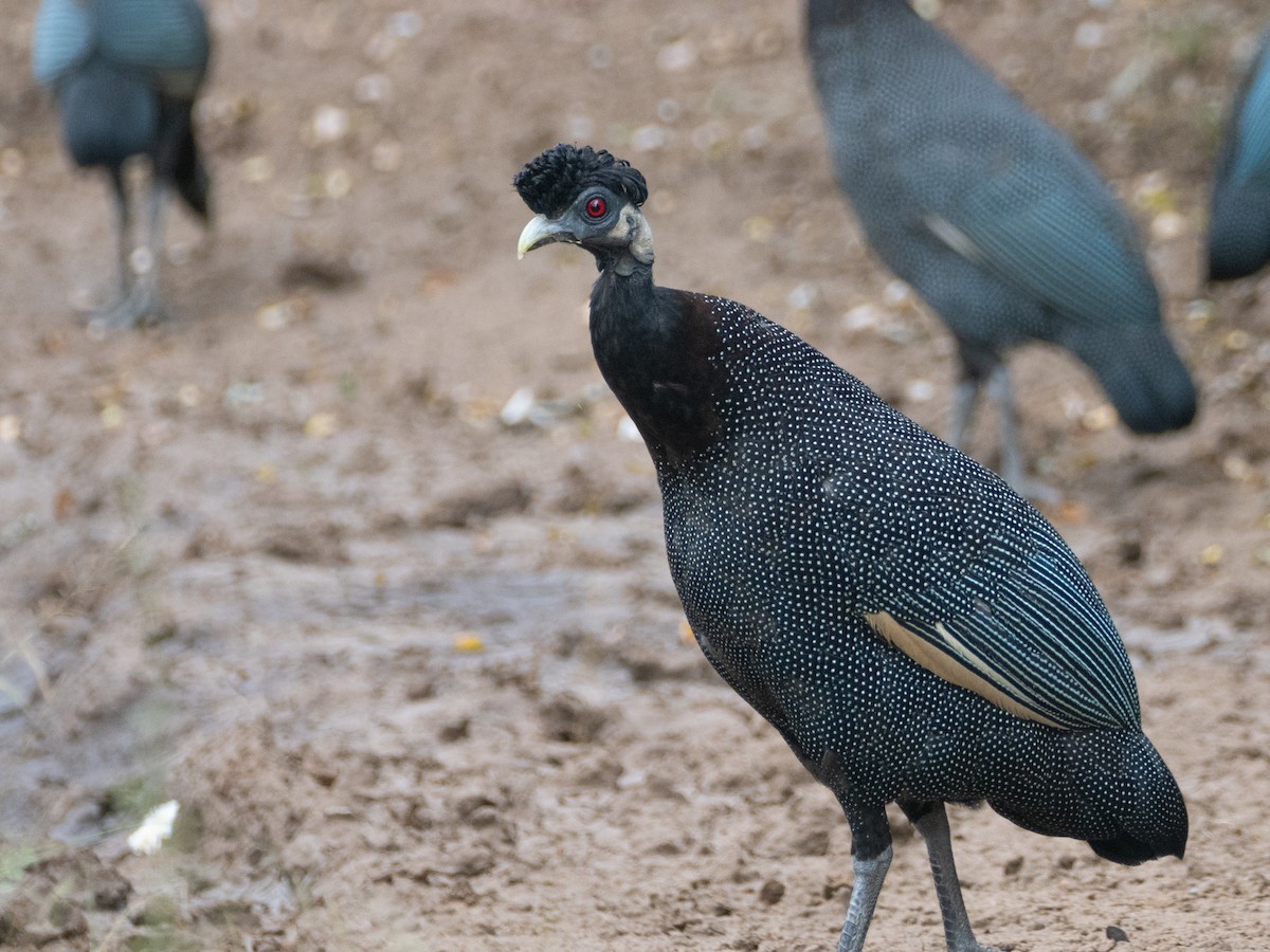 Southern Crested Guineafowl - ML637745123