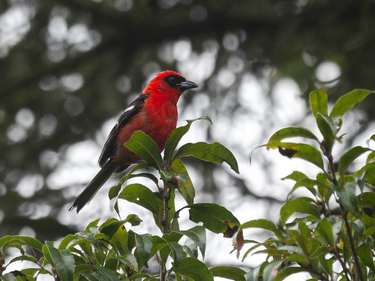 White-winged Tanager - ML637745150