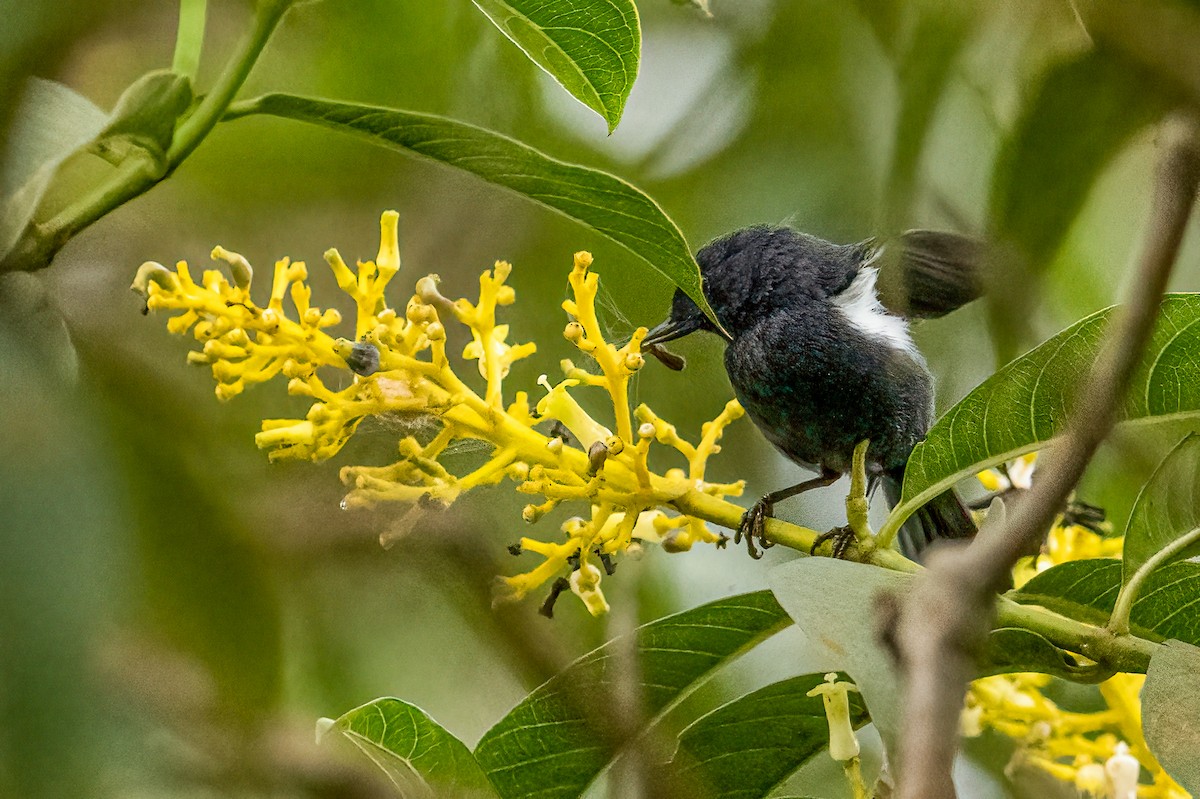 Black Flowerpiercer - ML637745155