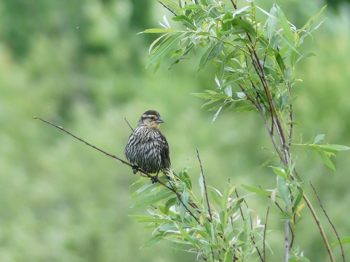 Red-winged Blackbird - ML637745172